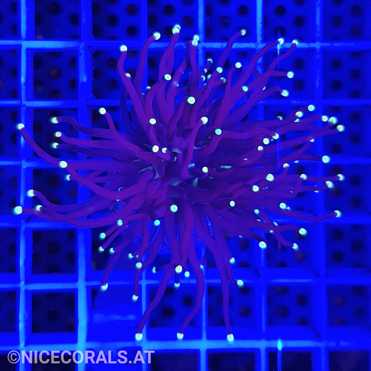 Euphyllia Black Torch