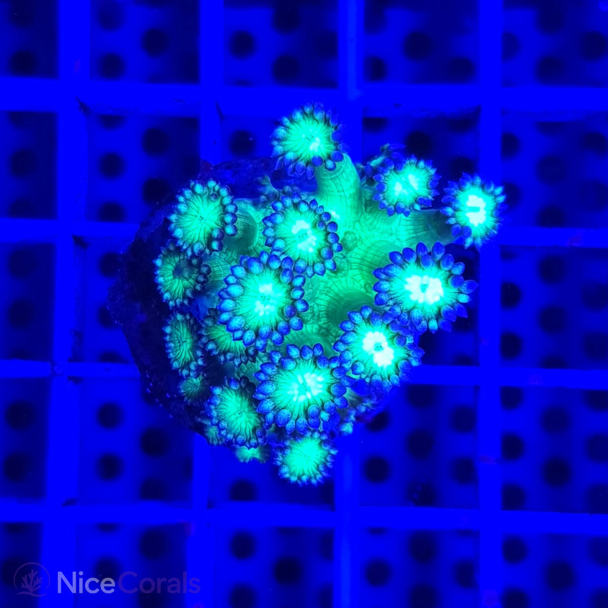 Goniopora