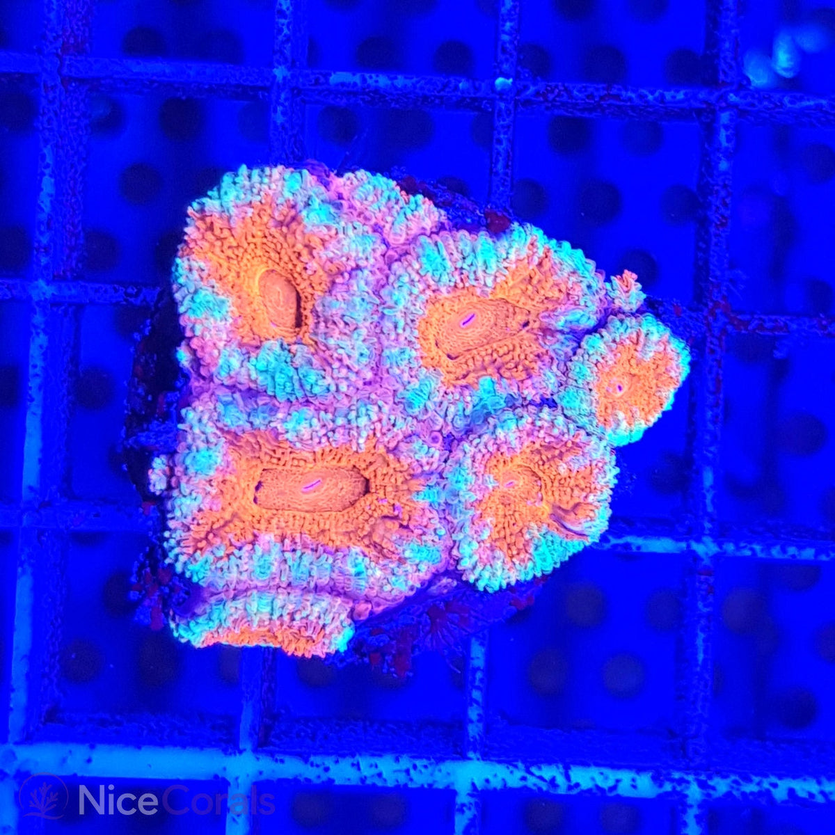 Acanthastrea
