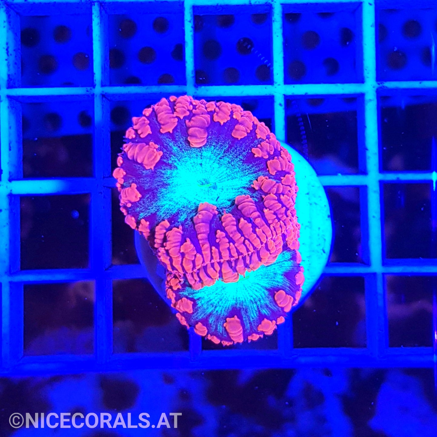Blastomussa