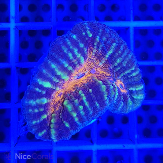 Lobophyllia
