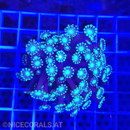 Alveopora