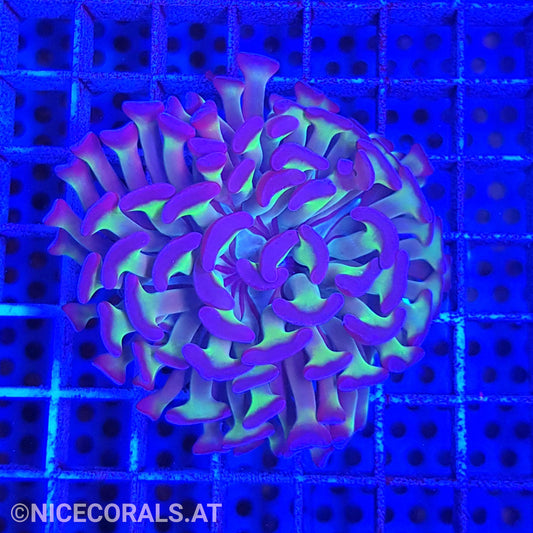 Euphyllia Paraancora