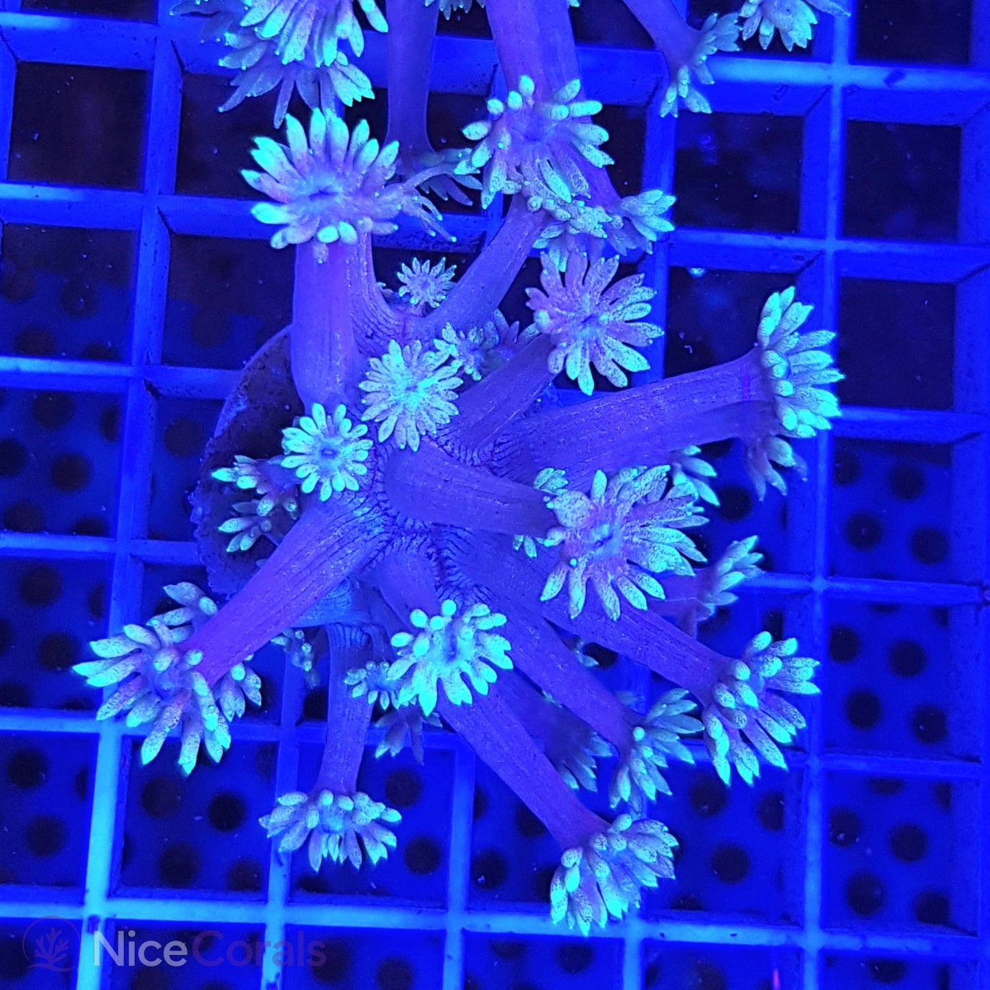 Goniopora