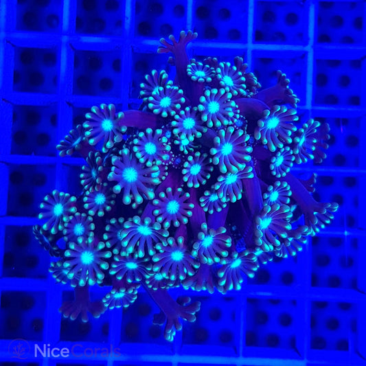 Alveopora