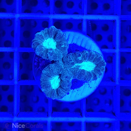 Caulastrea