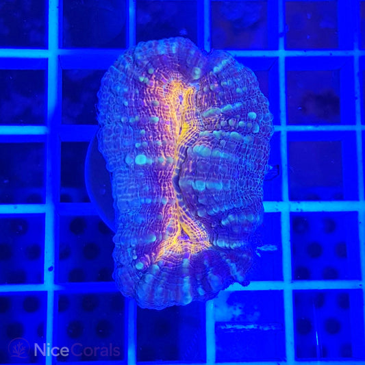Lobophyllia