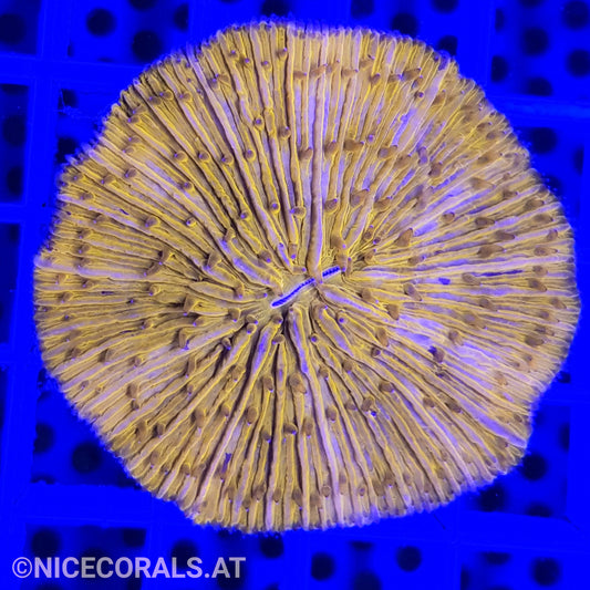 Cycloseris