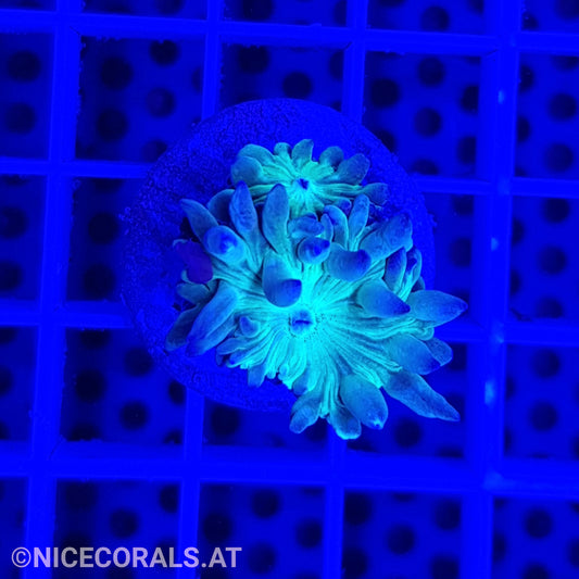 Duncanopsammia axifuga