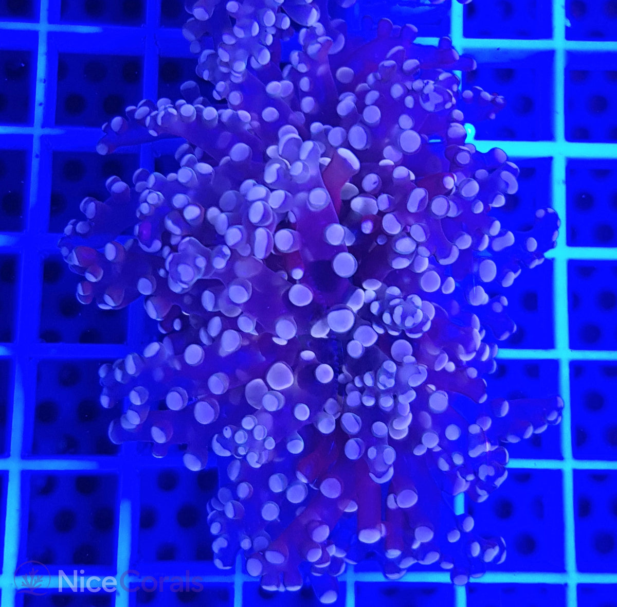 Euphyllia paradivisa