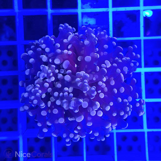 Euphyllia paradivisa