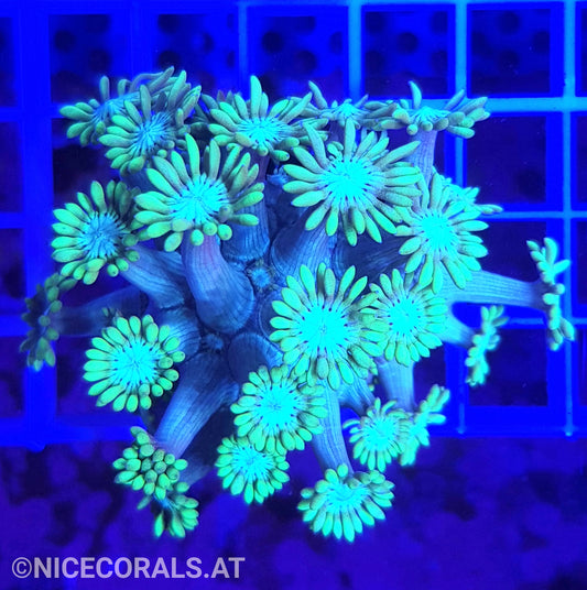 Goniopora