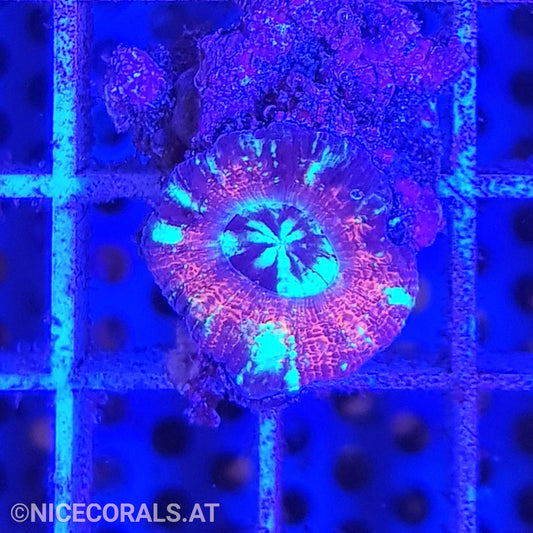 Acanthastrea maxima
