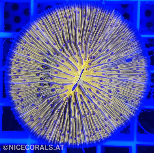 Cycloseris