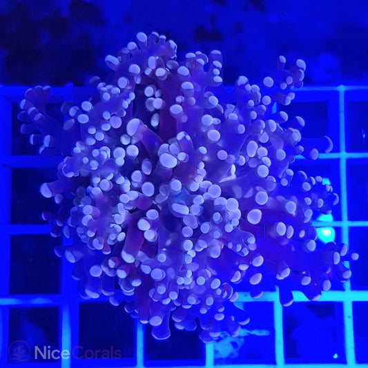 Euphyllia paradivisa