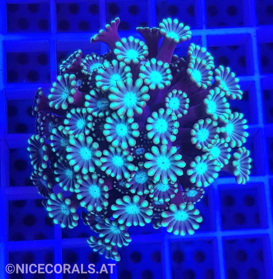 Alveopora