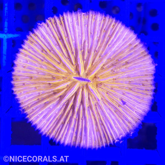 Cycloseris