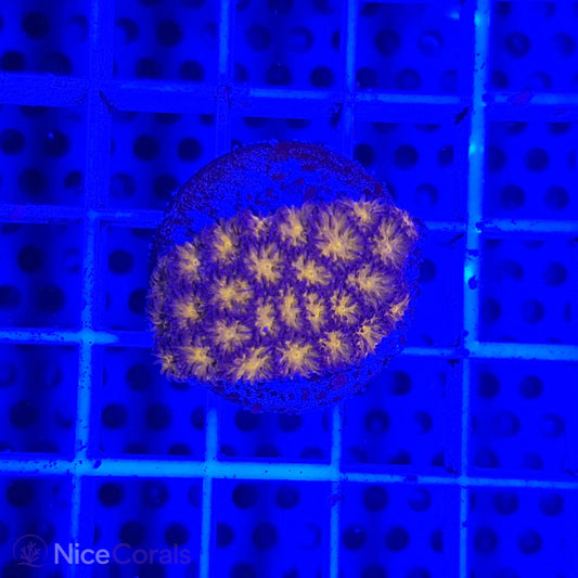Leptastrea