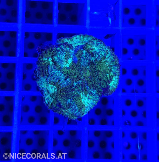 Acanthastrea