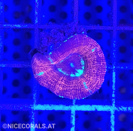 Acanthastrea maxima