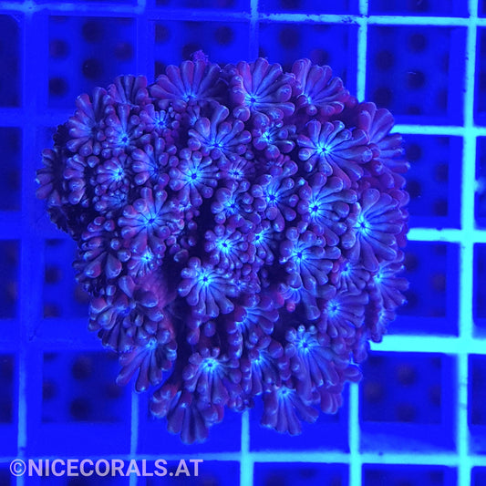 Alveopora