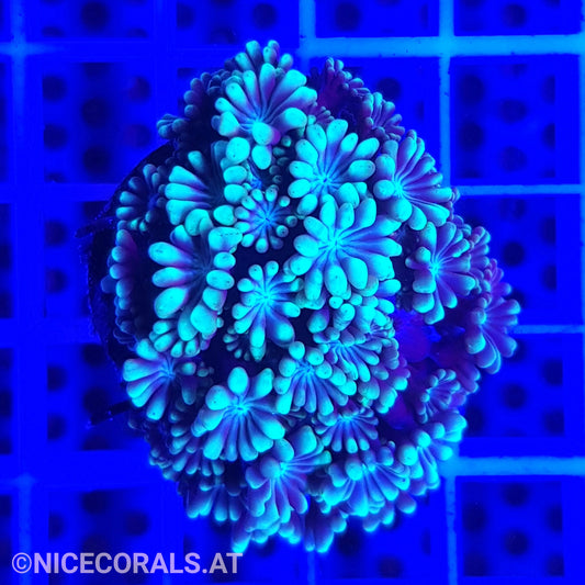 Alveopora
