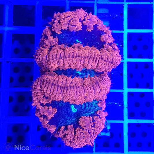 Blastomussa
