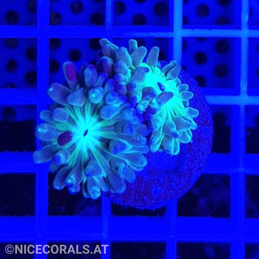 Duncanopsammia axifuga