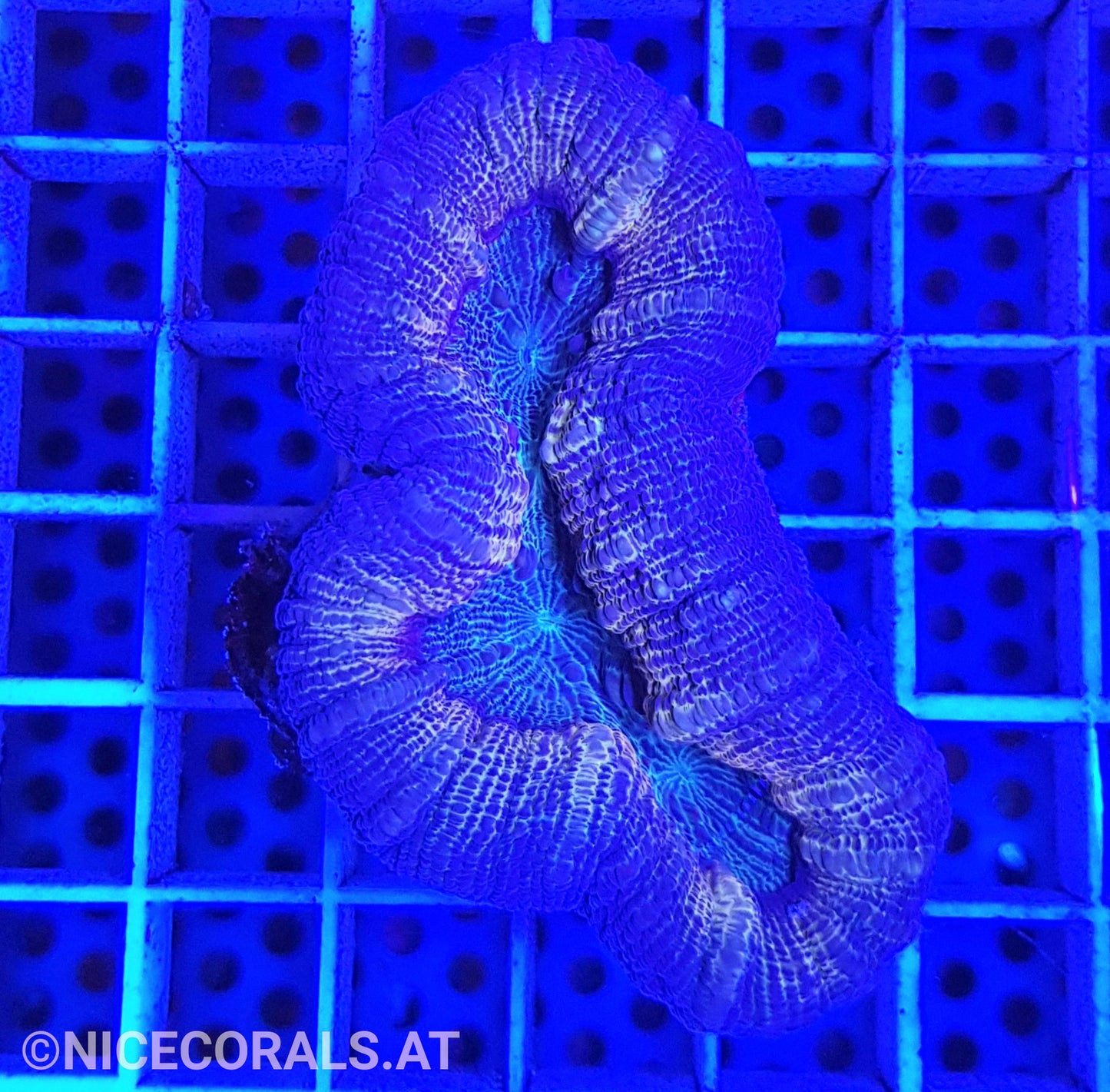 Lobophyllia