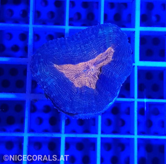 Lobophyllia