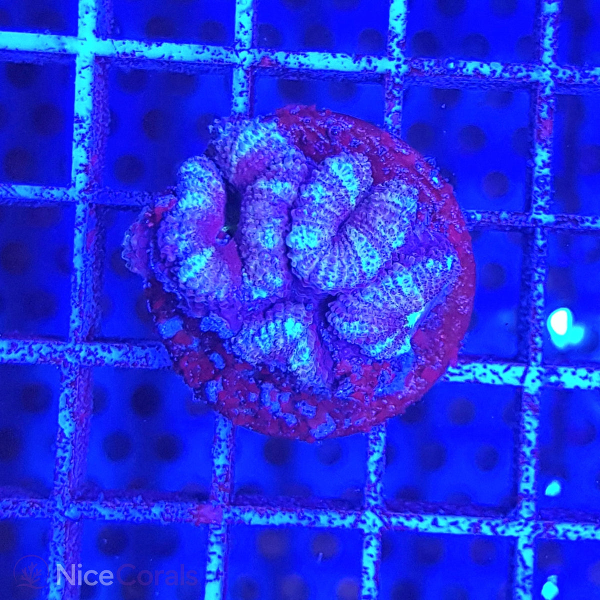 Acanthastrea