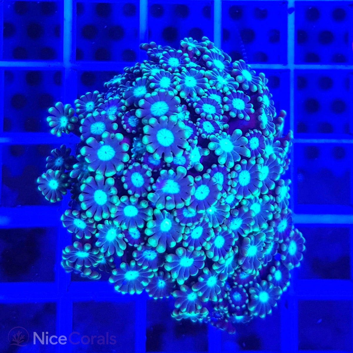 Alveopora