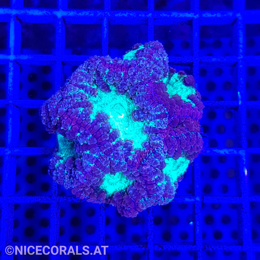 Blastomussa