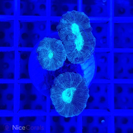 Caulastrea