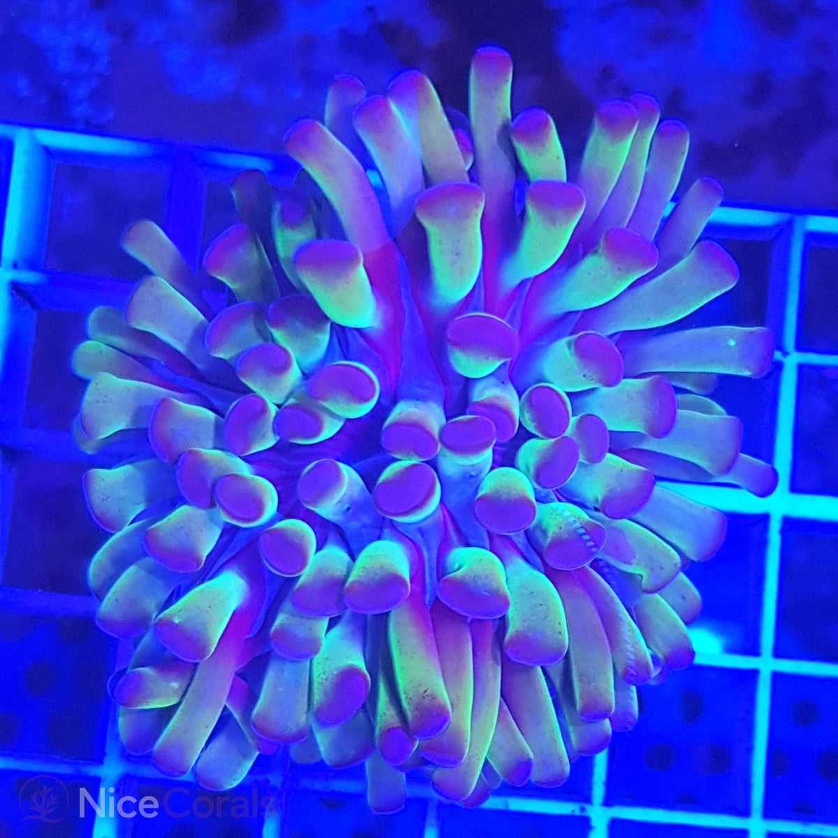 Euphyllia paraancora