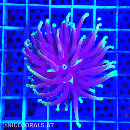 Euphyllia Indo Torch