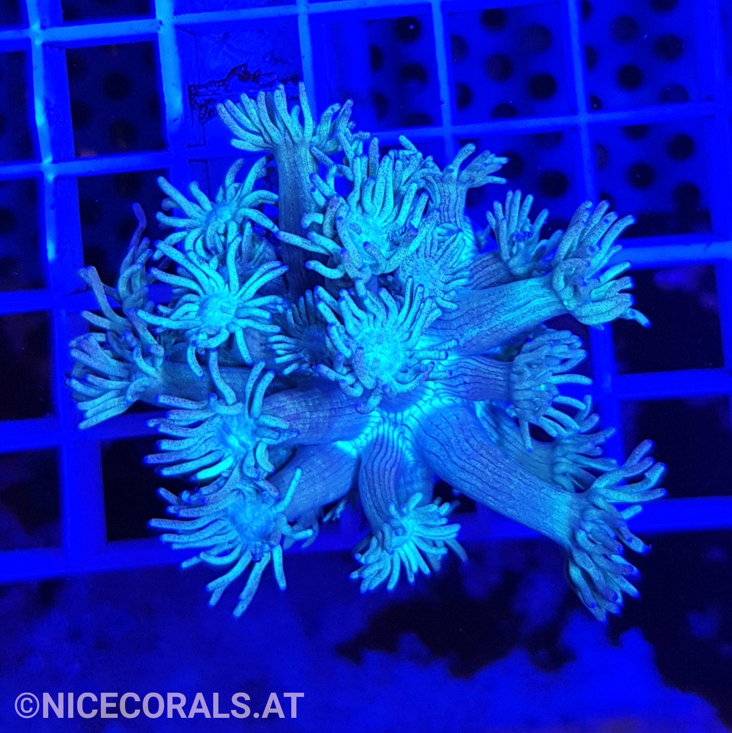 Goniopora