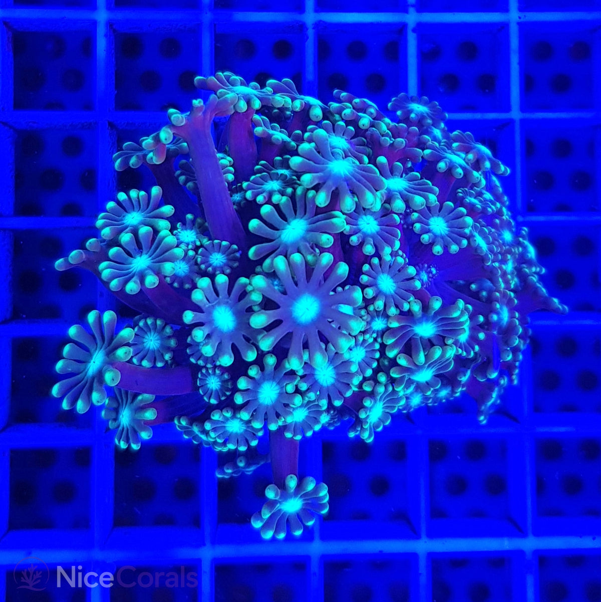 Alveopora