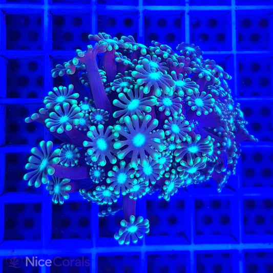 Alveopora