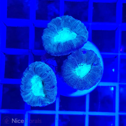 Caulastrea