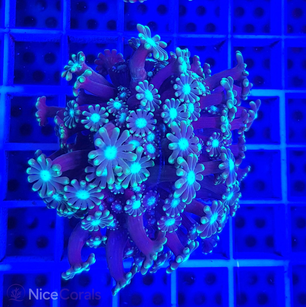 Alveopora