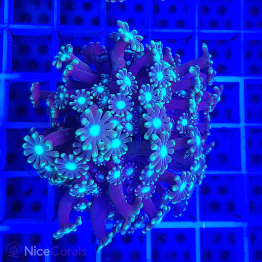 Alveopora