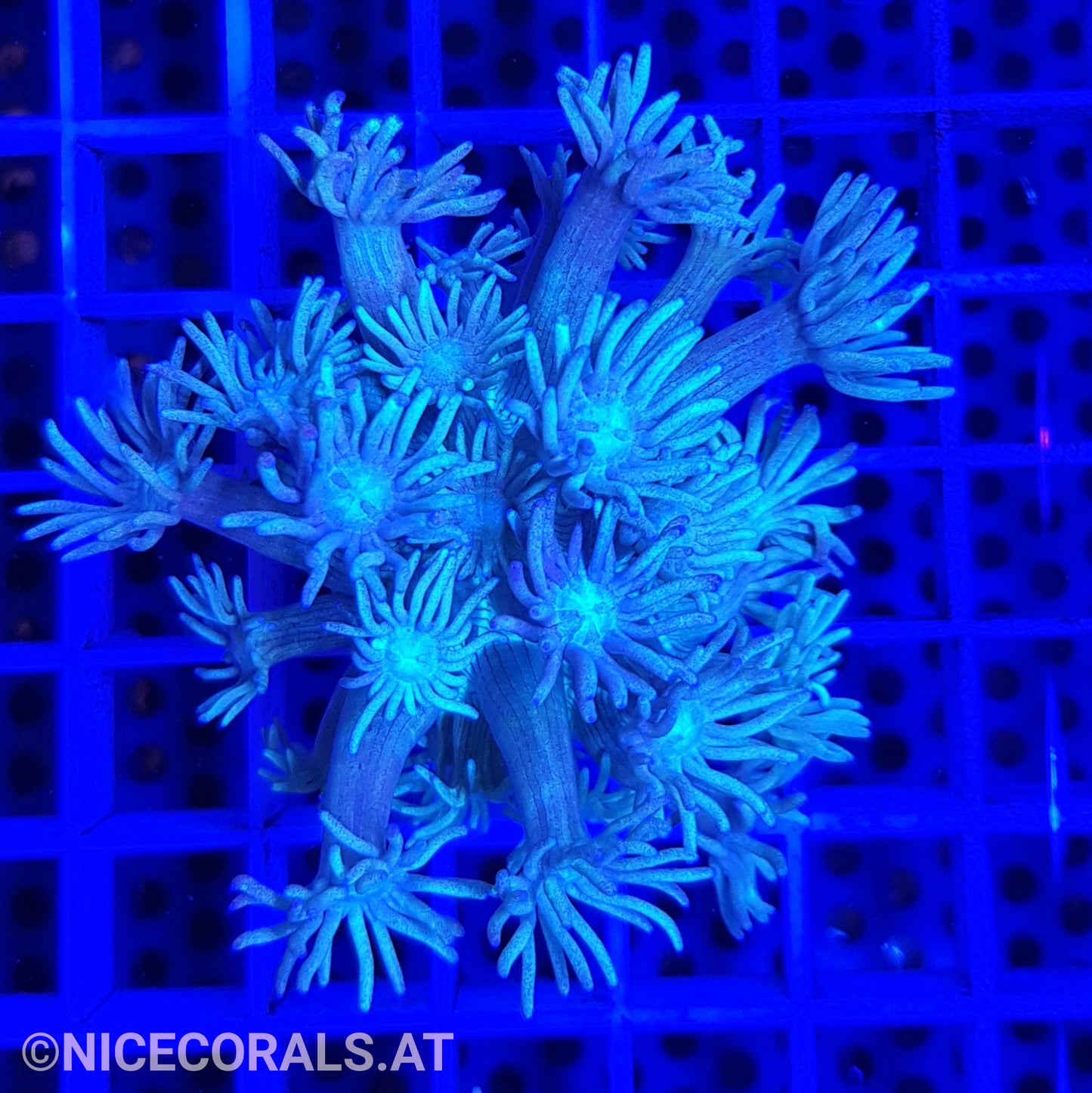 Goniopora