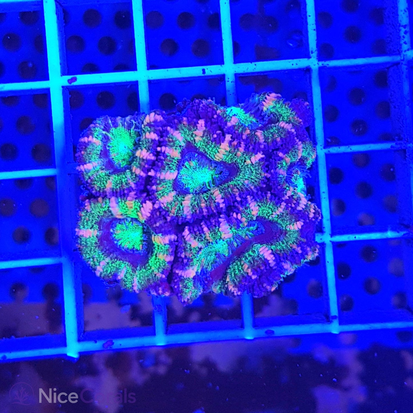 Acanthastrea