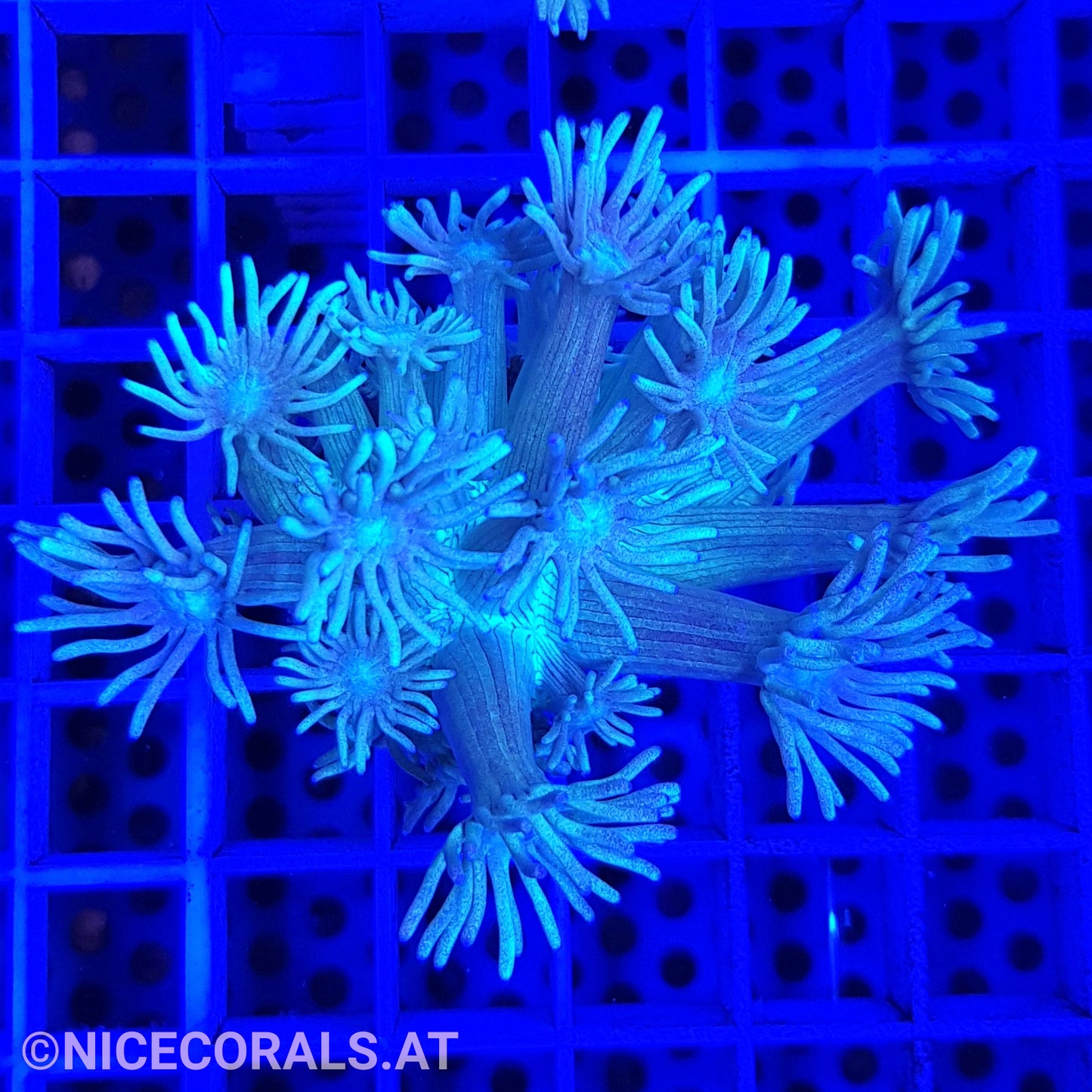 Goniopora