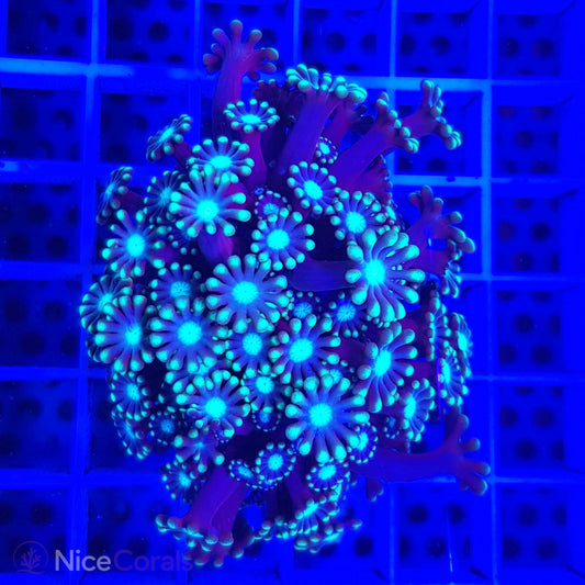 Alveopora