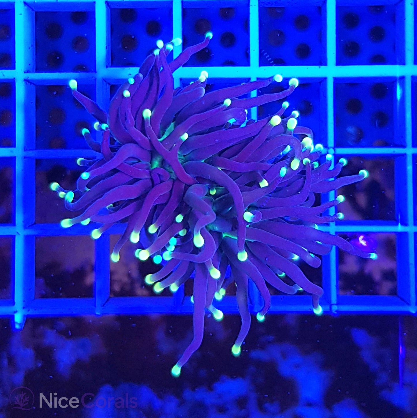 Euphyllia Black Torch