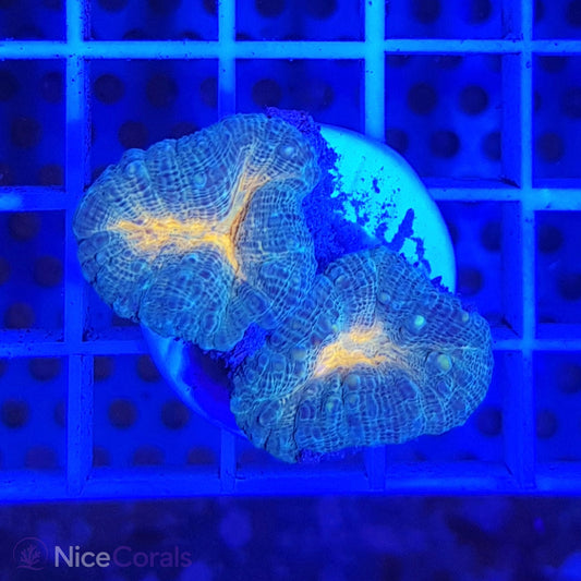 Lobophyllia