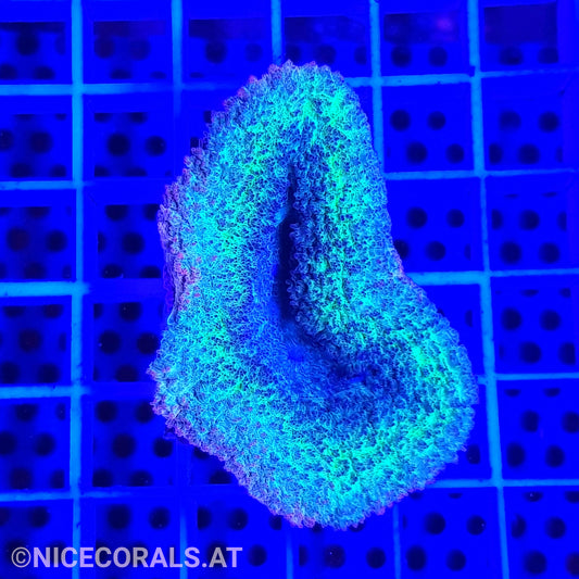 Lobophyllia