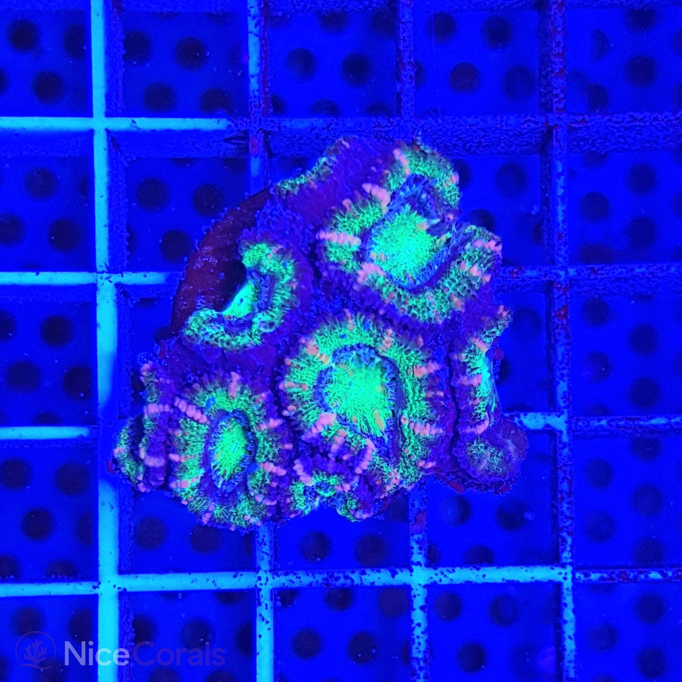 Acanthastrea